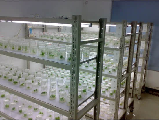 培養(yǎng)架，組培架，煉苗架