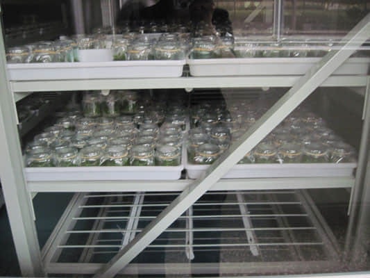 培養(yǎng)架，組培架，煉苗架